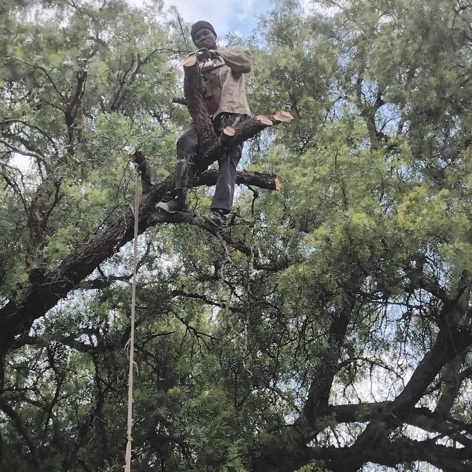 Tree felling specialist working high in a tree canopy with a chainsaw in Pretoria